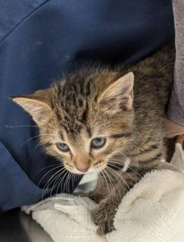 Domestic Short Hair Cats Available for Adoption - ANDREW | PetCurious