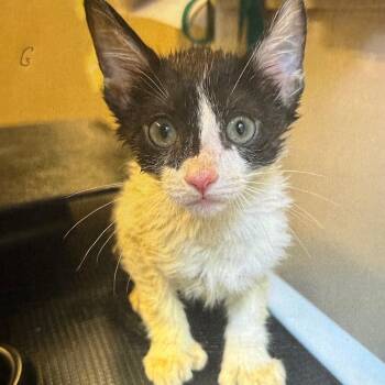 Ravenclaw -  Domestic Short Hair Cat for Adoption in Lake Panasoffkee, Florida - Ravenclaw | PetCurious