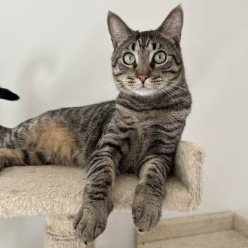 Rescue Domestic Short Hair Cats for Adoption in Savannah, Georgia - Timmy | PetCurious