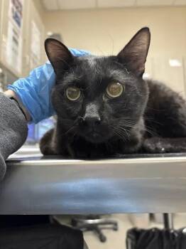 TWIZZLE -  Domestic Short Hair Cat for Adoption in Las Vegas, Nevada - TWIZZLE | PetCurious