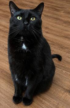 MARSHALL ERIKSEN (Bonded w/ Barney) -  Domestic Short Hair Cat for Adoption in Elgin, Illinois - MARSHALL ERIKSEN (Bonded W/ Barney) | PetCurious