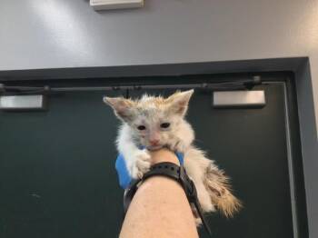 A1920089 -  Domestic Short Hair Cat for Adoption in Thousand Palms, California - A1920089 | PetCurious