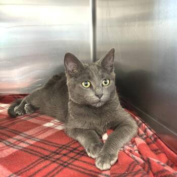 Domestic Short Hair Cats Available for Adoption - Billy | PetCurious