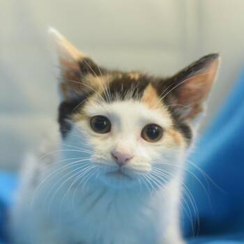 Alex Munday -  Domestic Short Hair Cat for Adoption in Belleville, Illinois - Alex Munday | PetCurious