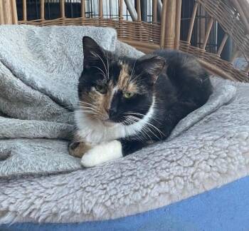 Rescue Domestic Short Hair Cats for Adoption in Rome, Pennsylvania - Trio | PetCurious