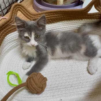 Kitten -  Domestic Medium Hair Cat for Adoption in Westminster, California - Kitten | PetCurious