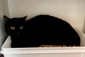 Domestic Short Hair Cats Available for Adoption - Whisper | PetCurious