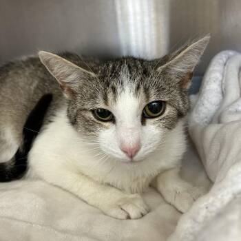 Domestic Short Hair Cats Available for Adoption in Lynchburg, Virginia - Dormouse | PetCurious