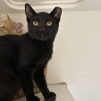 Rescue Domestic Short Hair Cats for Adoption in La Grange Park, Illinois - Syrup | PetCurious