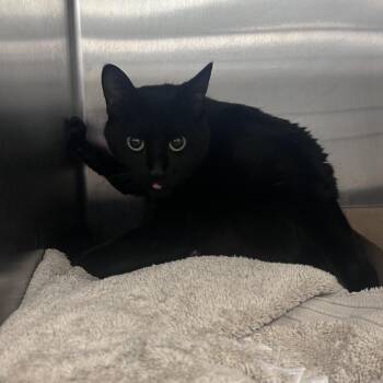 Aurora -  Domestic Short Hair Cat for Adoption in Philadelphia, Pennsylvania - Aurora | PetCurious