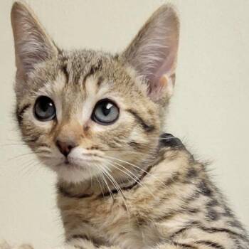 Boot -  Domestic Short Hair Cat for Adoption in Mazon, Illinois - Boot | PetCurious