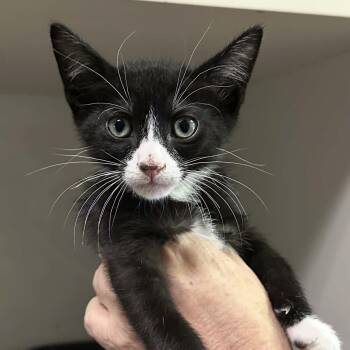Domestic Short Hair and Tuxedo Cats Available for Adoption - Zeke | PetCurious