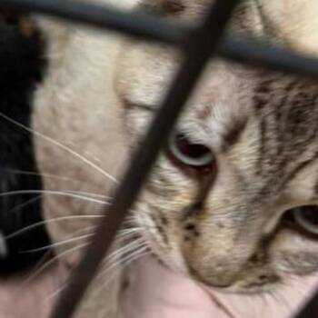 Domestic Short Hair Cats Available for Adoption in Gadsden, Alabama - Barkley Mom | PetCurious