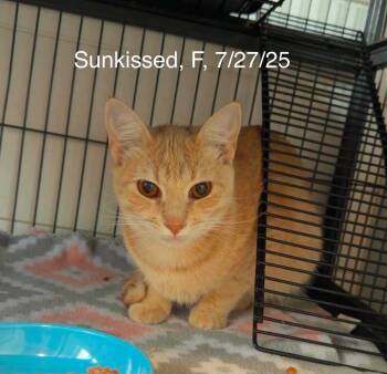 Sunkissed -  Domestic Short Hair Cat for Adoption in Gouverneur, New York - Sunkissed | PetCurious