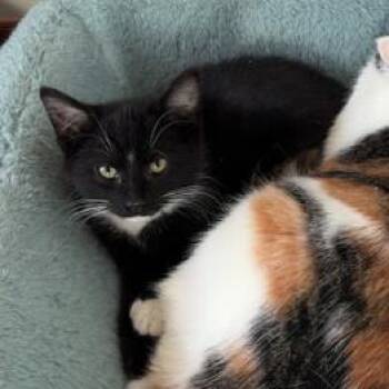 Domestic Short Hair Cats Available for Adoption - Tux | PetCurious