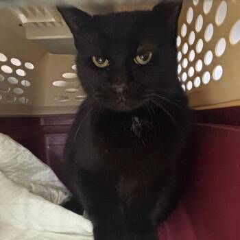 Domestic Medium Hair Cats Available for Adoption - Mama | PetCurious