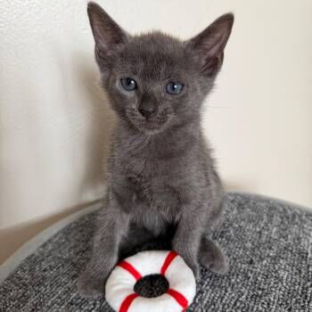 Tater Tot -  Domestic Short Hair Cat for Adoption - Tater Tot | PetCurious