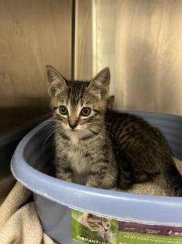 Tootsie -  Domestic Short Hair Cat for Adoption in Farmers Branch, Texas - Tootsie | PetCurious