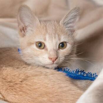 Domestic Short Hair Cats Available for Adoption in St. Louis, Missouri - BLONDIE | PetCurious