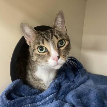 May -  Domestic Short Hair Cat for Adoption in Wilmington, Delaware - May | PetCurious
