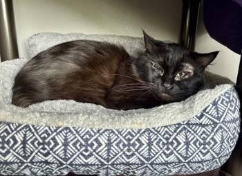 Domestic Long Hair Cats Available for Adoption in Kalamazoo, Michigan - DEXTER | PetCurious