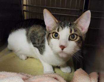 Butter Pat -  Domestic Short Hair Cat for Adoption in Vancouver, Washington - Butter Pat | PetCurious