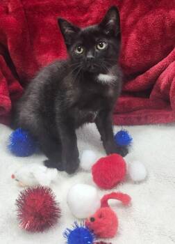 Oxford -  Domestic Short Hair Cat for Adoption in Little Rock, Arkansas - Oxford | PetCurious