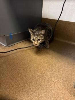 Choco -  Domestic Short Hair Cat for Adoption in Wichita, Kansas - Choco | PetCurious