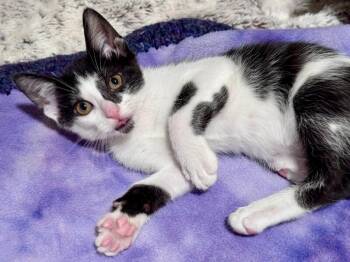 Cobalt -  Domestic Short Hair Cat for Adoption in Fort Collins, Colorado - Cobalt | PetCurious