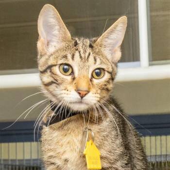 EXCITEMENT -  Domestic Short Hair Cat for Adoption in St. Louis, Missouri - EXCITEMENT | PetCurious