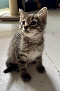 Domestic Short Hair Cats Available for Adoption in Port Washington, Wisconsin - Jose | PetCurious