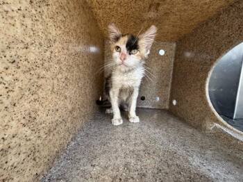 A780333 -  Domestic Short Hair Cat for Adoption in Rancho Cucamonga, California - A780333 | PetCurious
