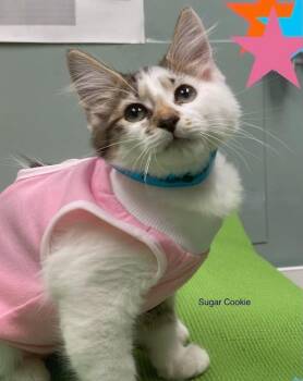 Sugar Cookie26 -  Domestic Medium Hair Cat for Adoption in Youngsville, North Carolina - Sugar Cookie26 | PetCurious