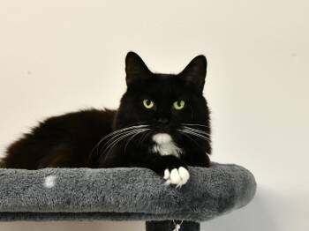 Baylee -  Domestic Medium Hair Cat for Adoption in Fairhope, Alabama - Baylee | PetCurious
