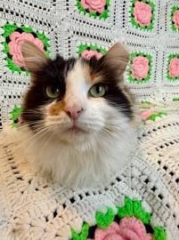 Domestic Long Hair Cats Available for Adoption - Cynthia (Corn) | PetCurious