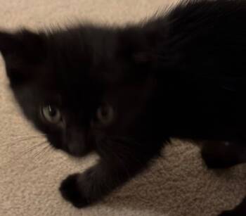 Rescue Domestic Short Hair Cats for Adoption in Saginaw, Michigan - Pickels | PetCurious