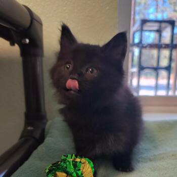 Damon -  Domestic Medium Hair Cat for Adoption in Weaverville, California - Damon | PetCurious