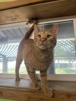 Domestic Short Hair Cats Available for Adoption in Scottsbluff, Nebraska - Captain Wonky | PetCurious