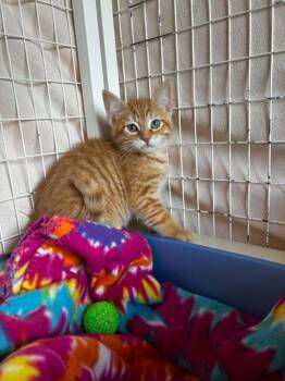 Edmund -  Domestic Medium Hair Cat for Adoption in Chambersburg, Pennsylvania - Edmund | PetCurious