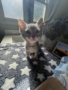 Domestic Short Hair Cats Available for Adoption in Davis, California - Declan | PetCurious