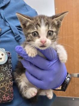 Rio -  Domestic Short Hair Cat for Adoption in Westland, Michigan - Rio | PetCurious
