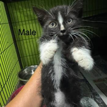 Splash -  Domestic Short Hair Cat for Adoption in West Plains, Missouri - Splash | PetCurious