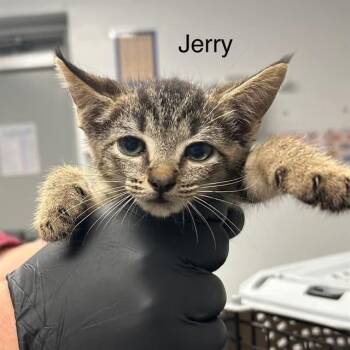 Jerry -  Domestic Short Hair Cat for Adoption in Mooresville, North Carolina - Jerry | PetCurious