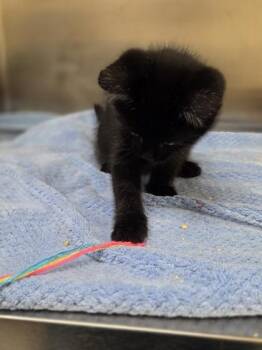 Soup -  Domestic Short Hair Cat for Adoption in Westland, Michigan - Soup | PetCurious