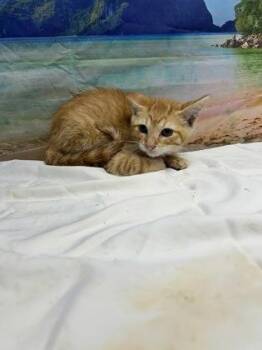 Butterscotch -  Domestic Short Hair Cat for Adoption in San Antonio, Texas - Butterscotch | PetCurious
