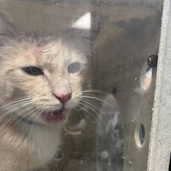 JuJu -  Domestic Short Hair Cat for Adoption in Philadelphia, Pennsylvania - JuJu | PetCurious