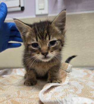Bingo -  Domestic Short Hair Cat for Adoption in Vancouver, Washington - Bingo | PetCurious