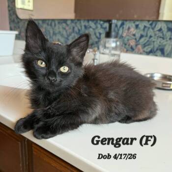 Gengar -  Domestic Medium Hair Cat for Adoption in Clayton, California - Gengar | PetCurious