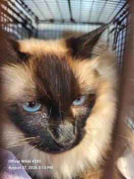 ACS TNR -  Domestic Short Hair Cat for Adoption in San Antonio, Texas - ACS TNR | PetCurious