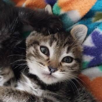 Mouse -  Domestic Short Hair Cat for Adoption in Baker City, Oregon - Mouse | PetCurious